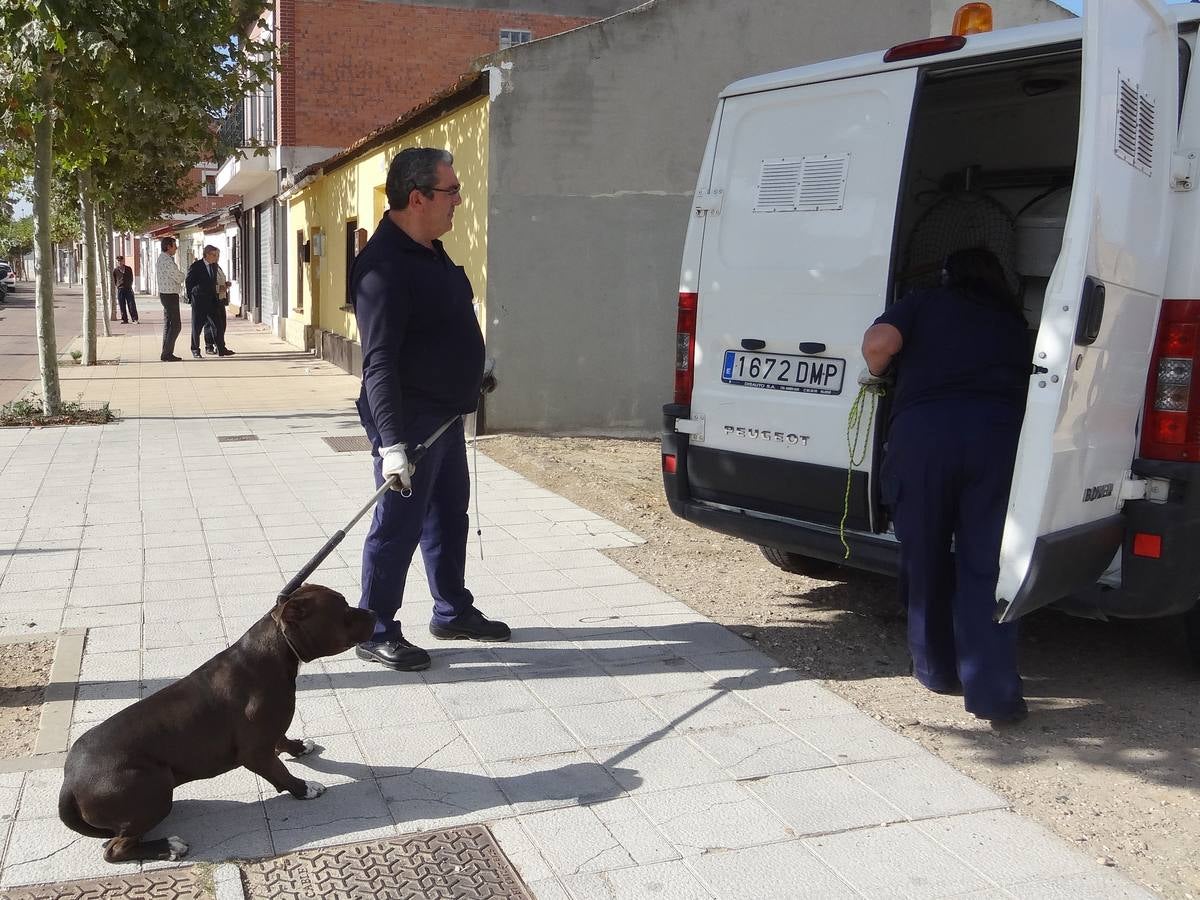 Abandona a su pitbull en la casa en la que iba a ser desalojada