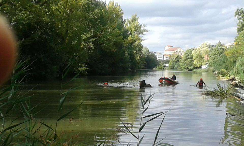 Los bomberos de Palencia rescatan a dos caballos del río Carrión