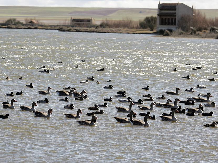 Lagunas de Villafáfila (Zamora). La Reserva Natural de Lagunas de Villafáfila es un espacio natural protegido que se encuentra enclavada en el noreste de la provincia de Zamora, dentro de la comarca de Tierra de Campos, donde la estepa cerealista es el paisaje dominante. Los humedales dan refugio a tal variedad y cantidad de aves migratorias que convierten este espacio protegido en una de las más importantes áreas de invernada de la Península Ibérica.