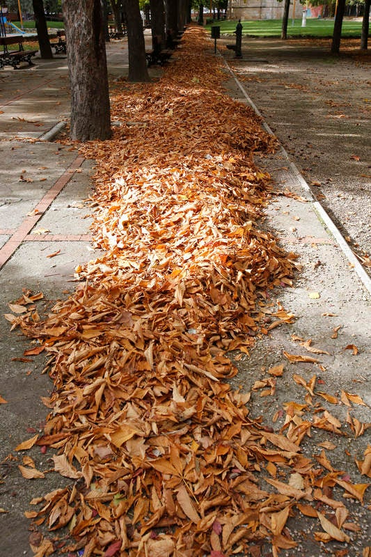 Palencia se viste de otoño