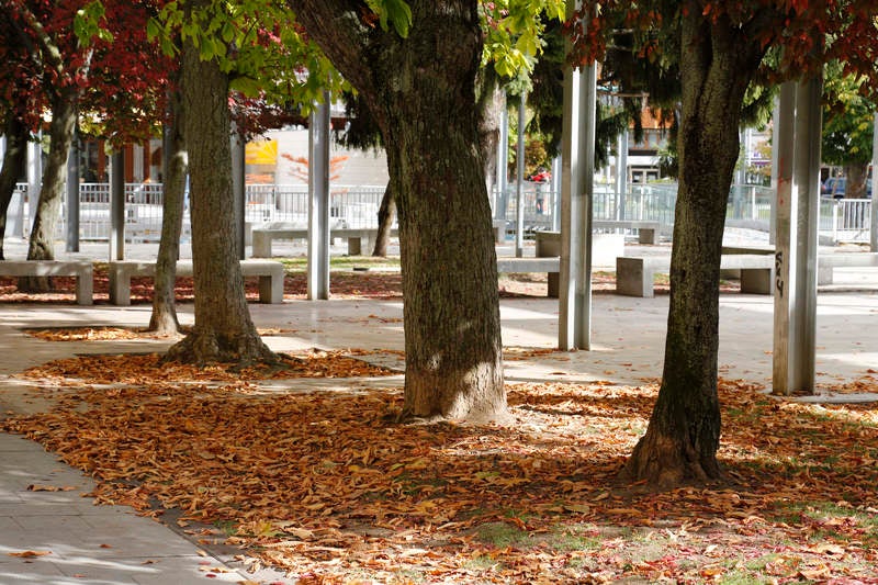 Palencia se viste de otoño