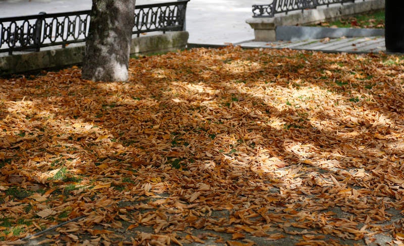 Palencia se viste de otoño