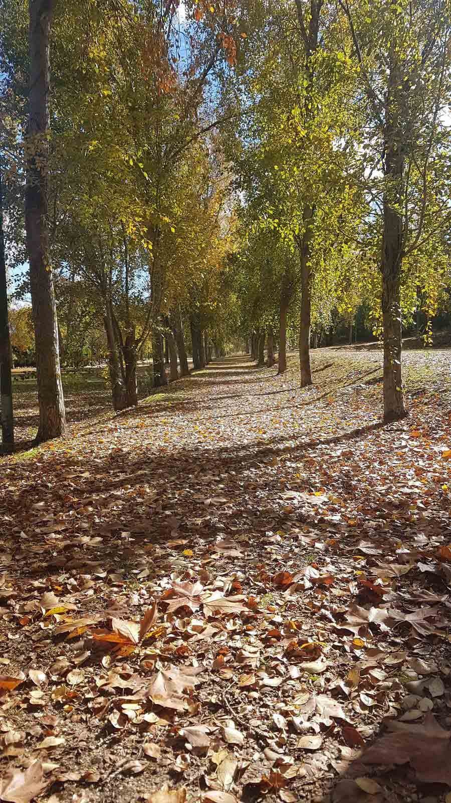 Valladolid se viste de otoño