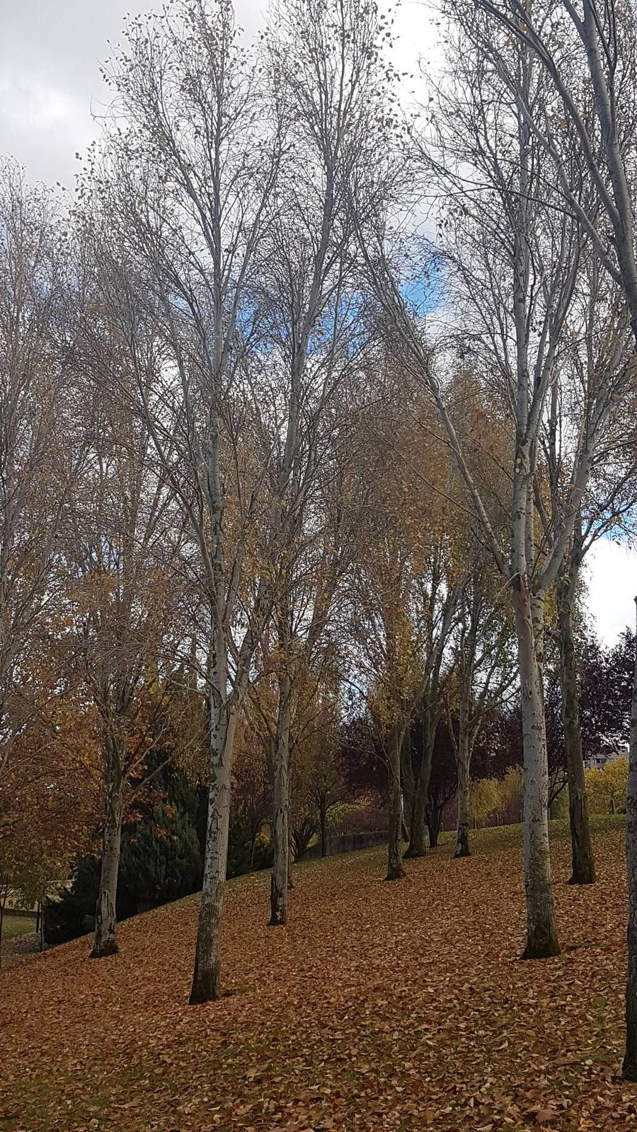 Valladolid se viste de otoño