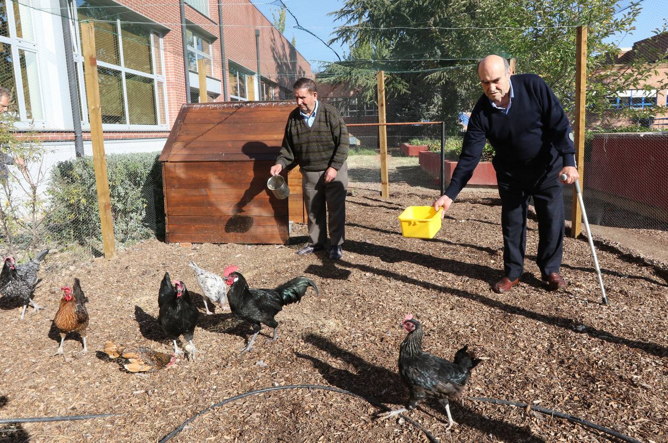 La residencia Doctor Villacián de Valladolid incorpora un gallinero para motivar a los mayores.