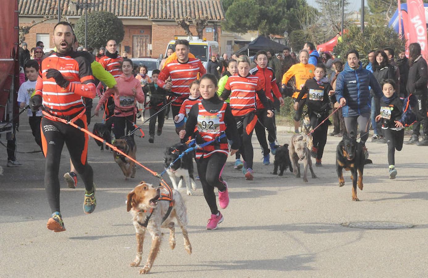 Carrera de mushing &#039;Villa de La Seca&#039;
