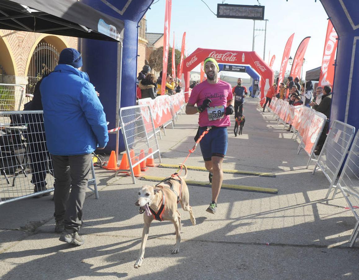 Carrera de mushing &#039;Villa de La Seca&#039;