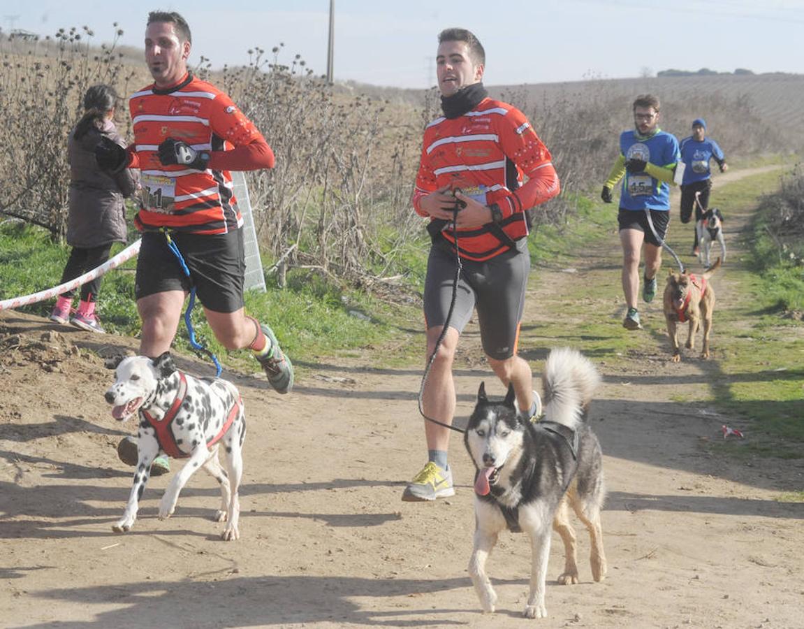 Carrera de mushing &#039;Villa de La Seca&#039;