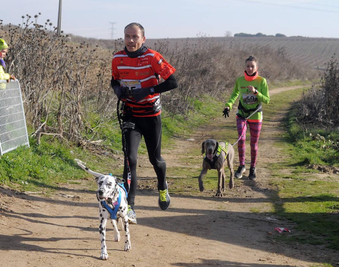 Carrera de mushing &#039;Villa de La Seca&#039;