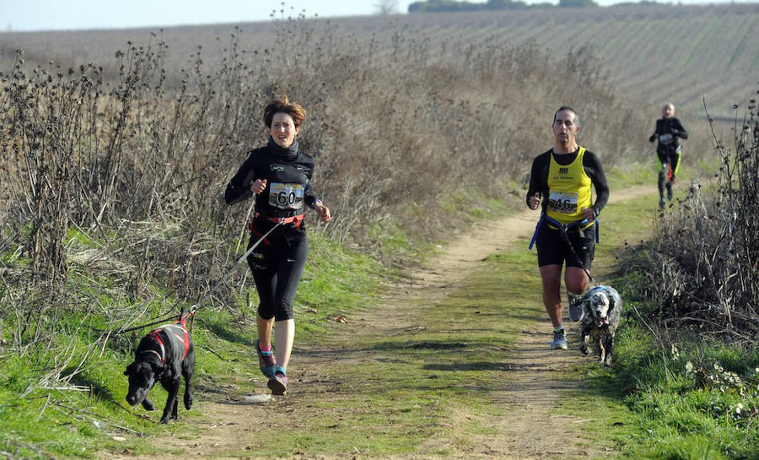 Carrera de mushing &#039;Villa de La Seca&#039;