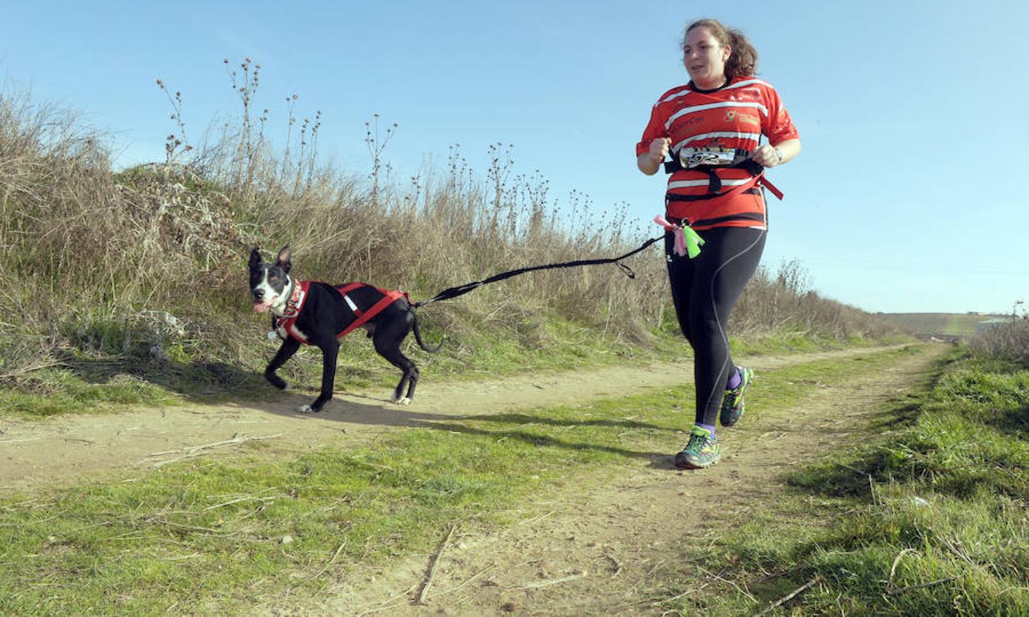 Carrera de mushing &#039;Villa de La Seca&#039;