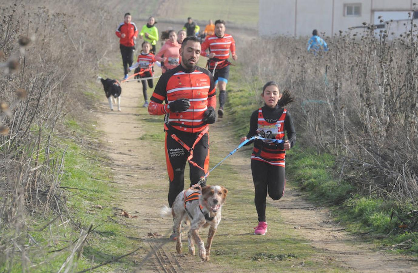Carrera de mushing &#039;Villa de La Seca&#039;
