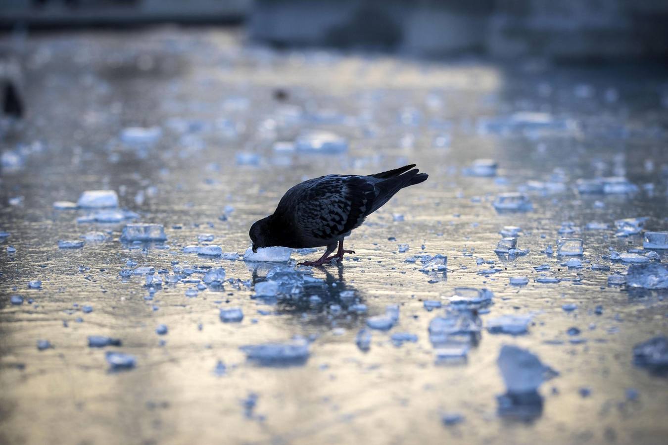 Una paloma camina por una fuente helada en la Plaza de la República en Roma.