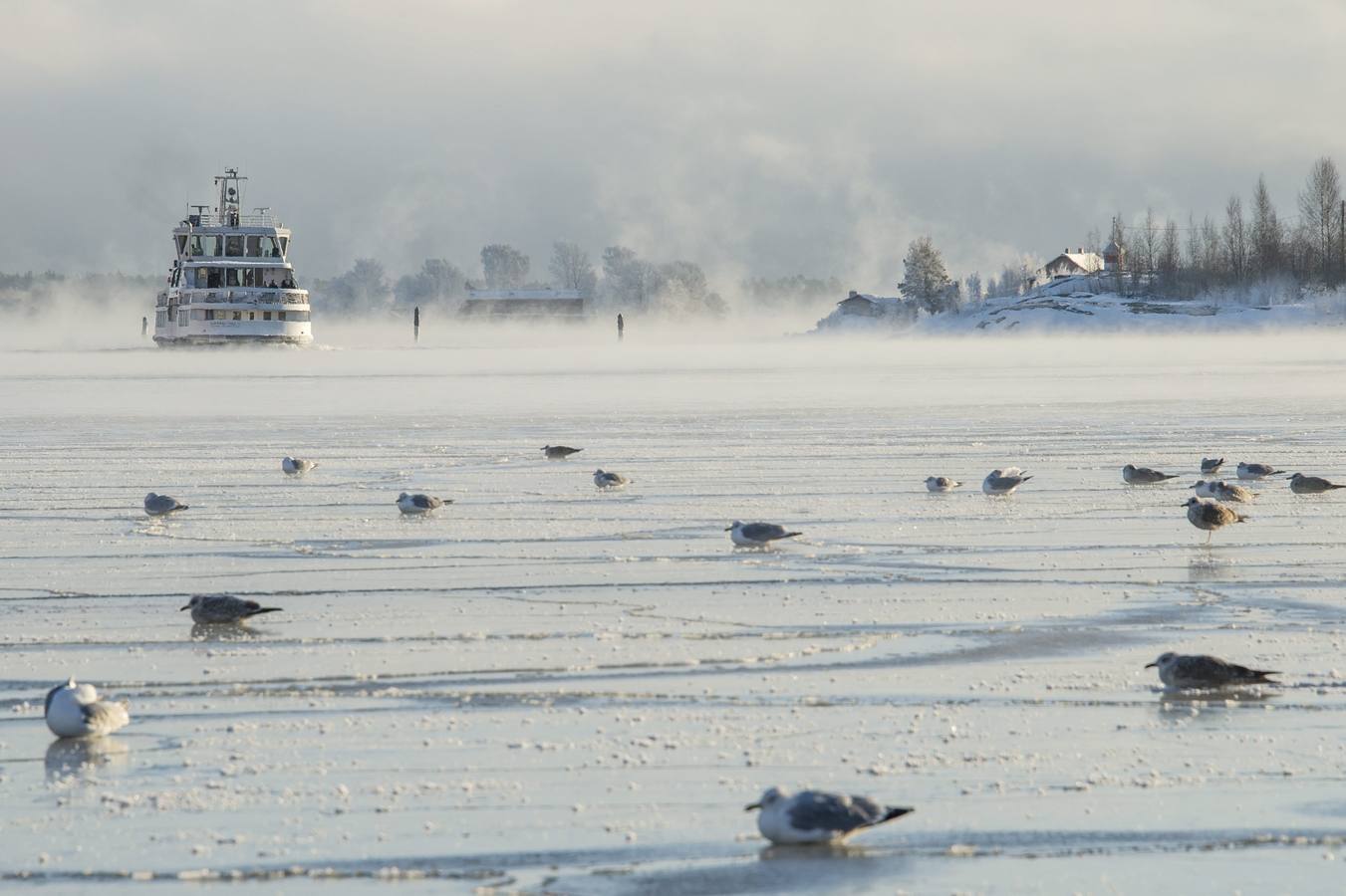 Gaviotas posadas sobre el hielo mientras el ferri Suomenlinna se aproxima al Puerto Sur en Helsinki (Finlandia).