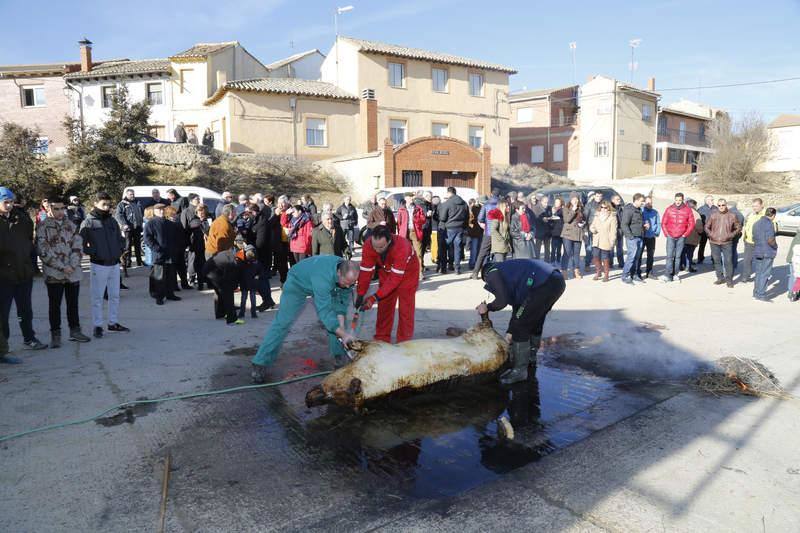 Matanza y fiesta de San Antón en Fuentes de Nava (Palencia)
