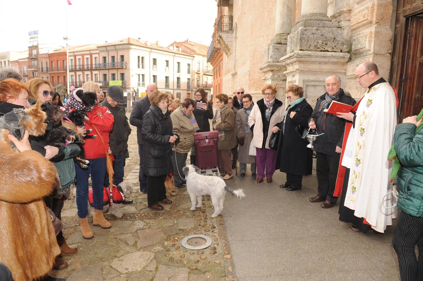 Las mascotas reciben la bendición de San Antón en la Colegiata de Medina del Campo
