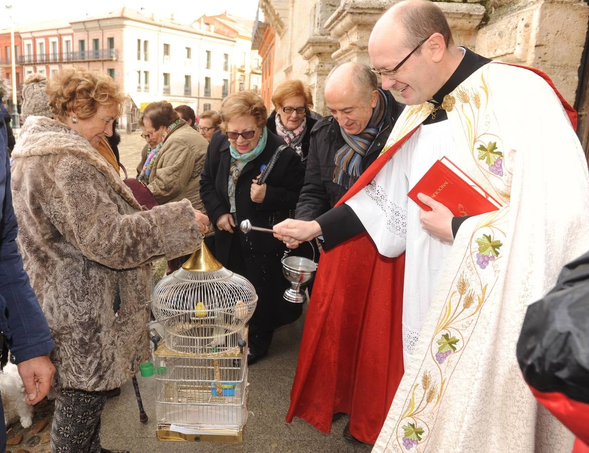 Las mascotas reciben la bendición de San Antón en la Colegiata de Medina del Campo
