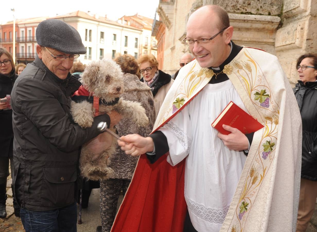 Las mascotas reciben la bendición de San Antón en la Colegiata de Medina del Campo