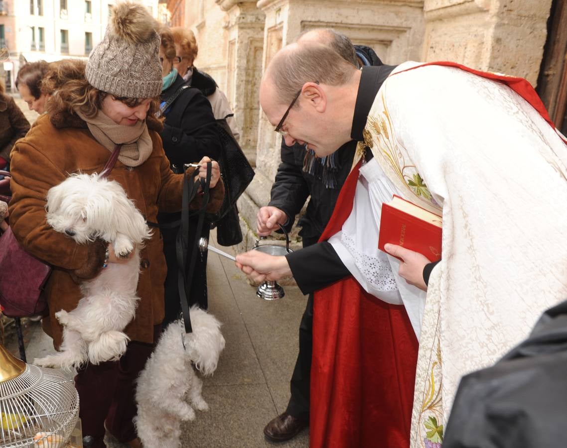 Las mascotas reciben la bendición de San Antón en la Colegiata de Medina del Campo