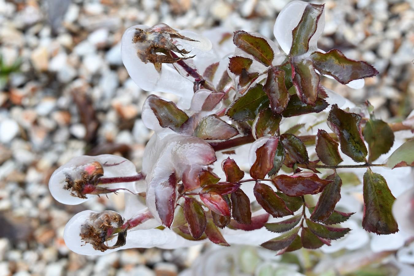 Aguilar de Campoo se congela