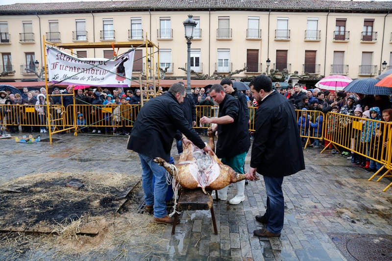 Cientos de palentinos reviven en la Plaza Mayor la matanza del cerdo