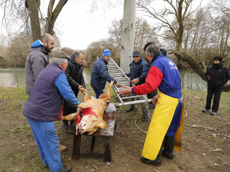 Matanza tradicional en Husillos (Palencia)