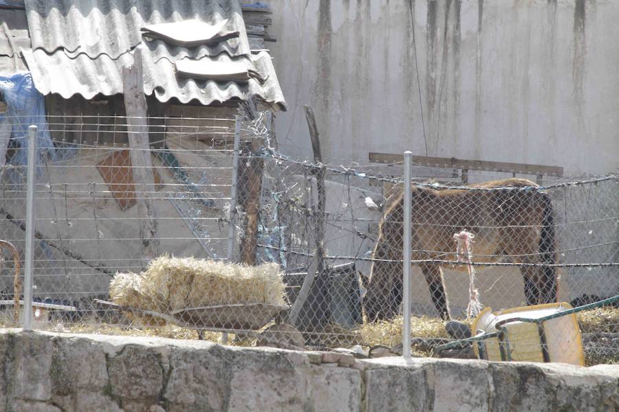 Caballos abandonados en Manzanillo