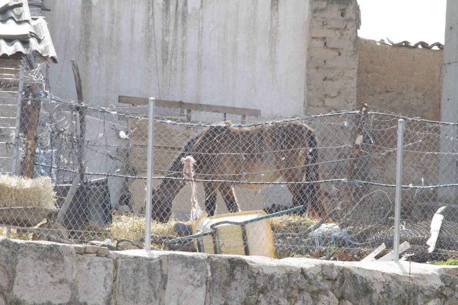 Caballos abandonados en Manzanillo