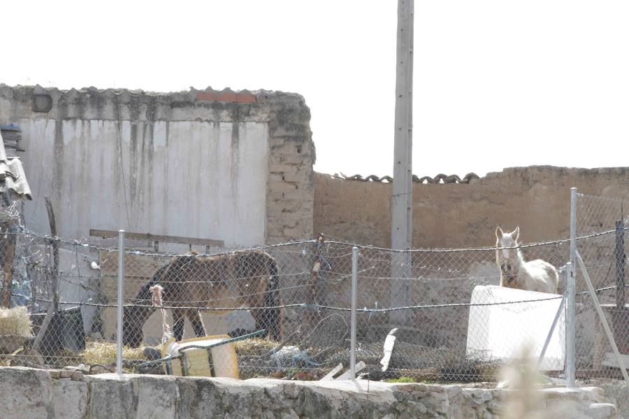 Caballos abandonados en Manzanillo