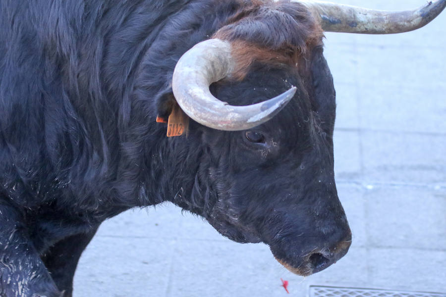 Encierro de carnaval el sábado en Ciudad Rodrigo