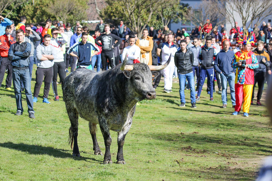 Encierro de carnaval el sábado en Ciudad Rodrigo
