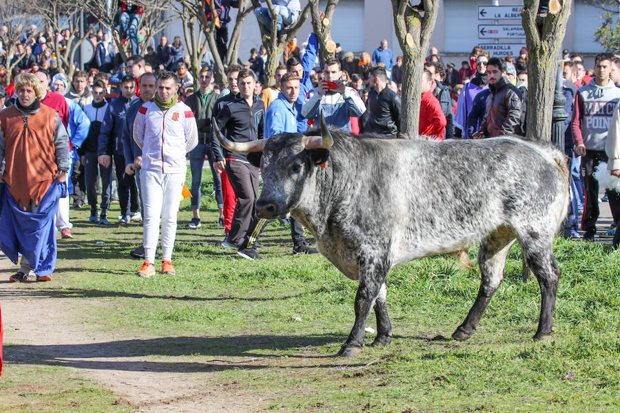 Encierro de carnaval el sábado en Ciudad Rodrigo