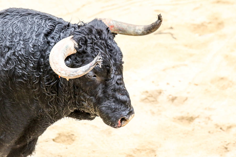 Encierro y capea en Ciudad Rodrigo