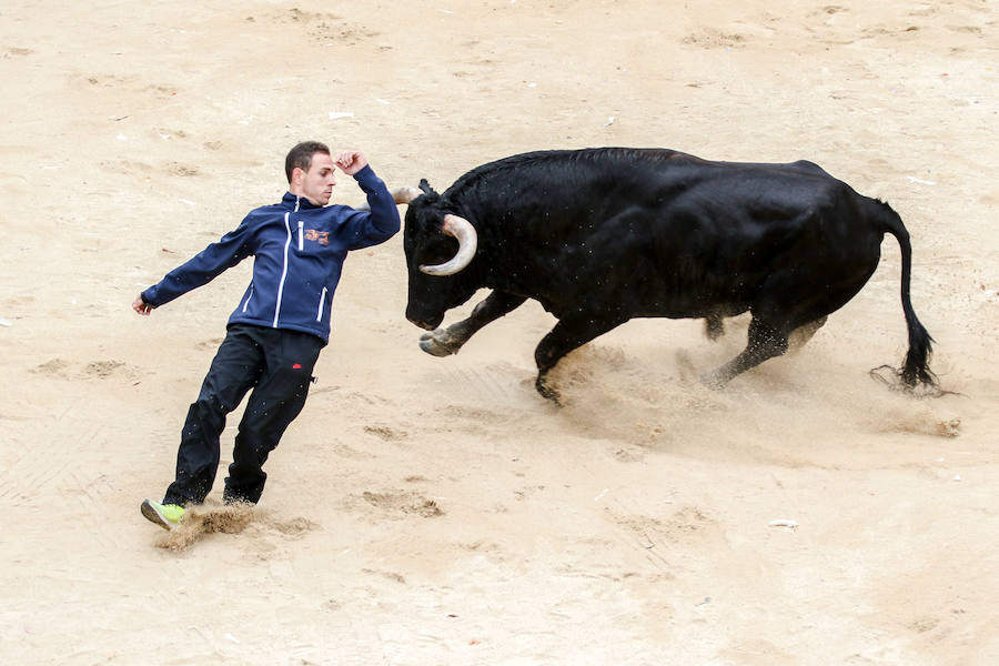 Encierro y capea en Ciudad Rodrigo