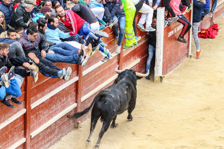 Encierro y capea en Ciudad Rodrigo