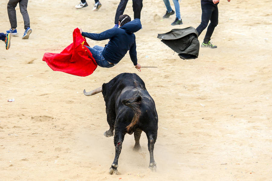 Encierro y capea en Ciudad Rodrigo