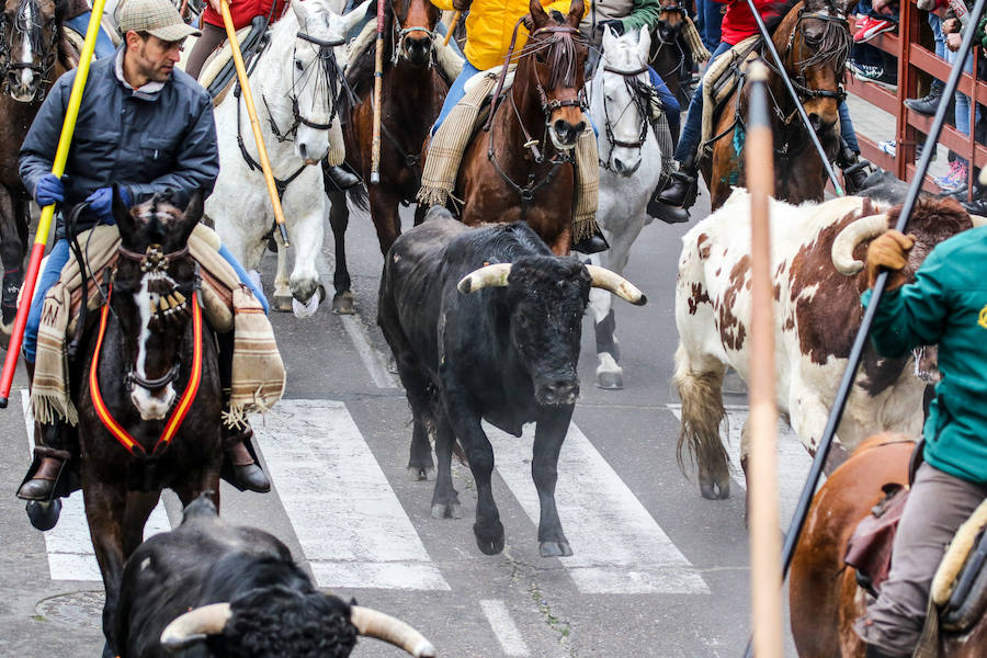 Encierro y capea en Ciudad Rodrigo