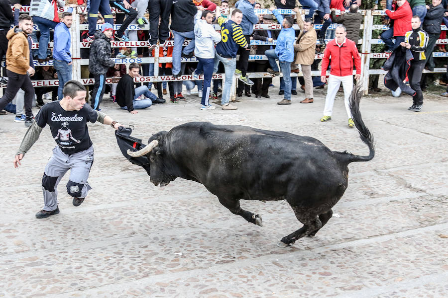 Encierro y capea el lunes de carnaval en Ciudad Rodrigo
