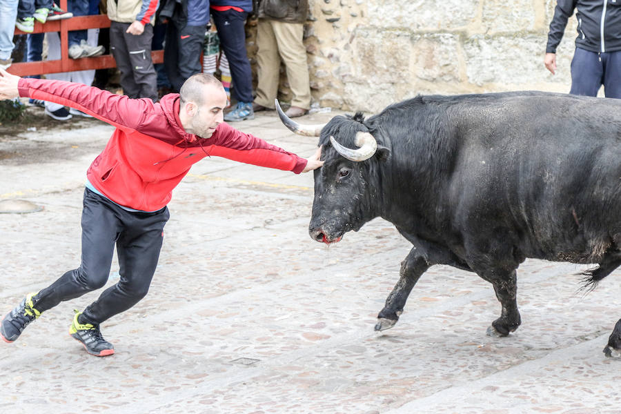 Encierro y capea el lunes de carnaval en Ciudad Rodrigo