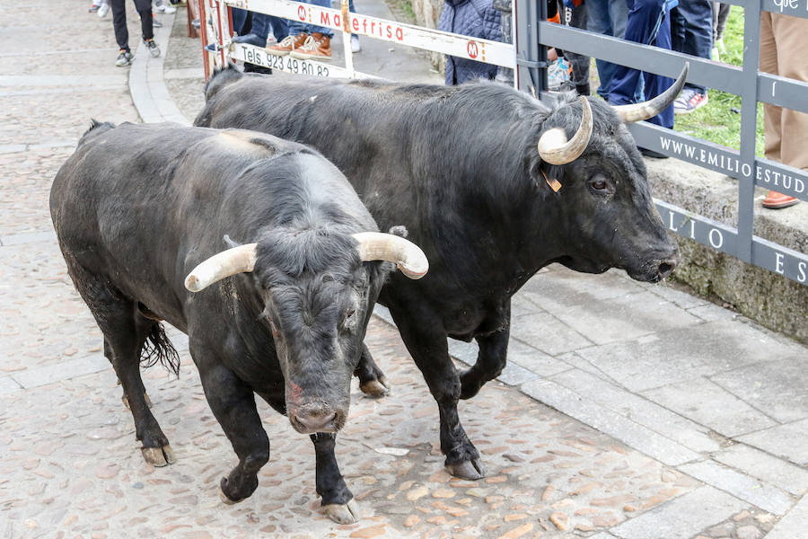 Encierro y capea el lunes de carnaval en Ciudad Rodrigo