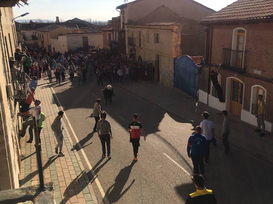 II Toro del Marqués en Mota del Marqués