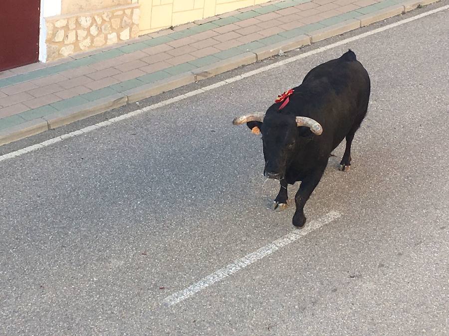 II Toro del Marqués en Mota del Marqués
