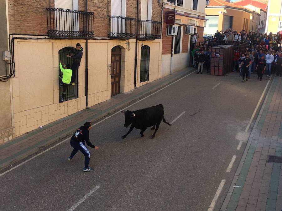 II Toro del Marqués en Mota del Marqués