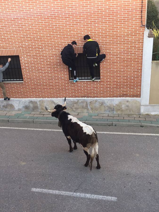 II Toro del Marqués en Mota del Marqués
