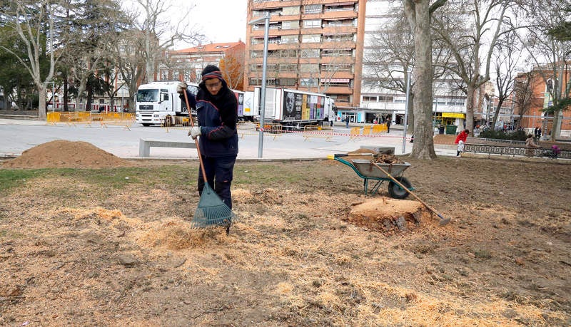 Tala de un cedro centenario en el parque del Salón de Palencia