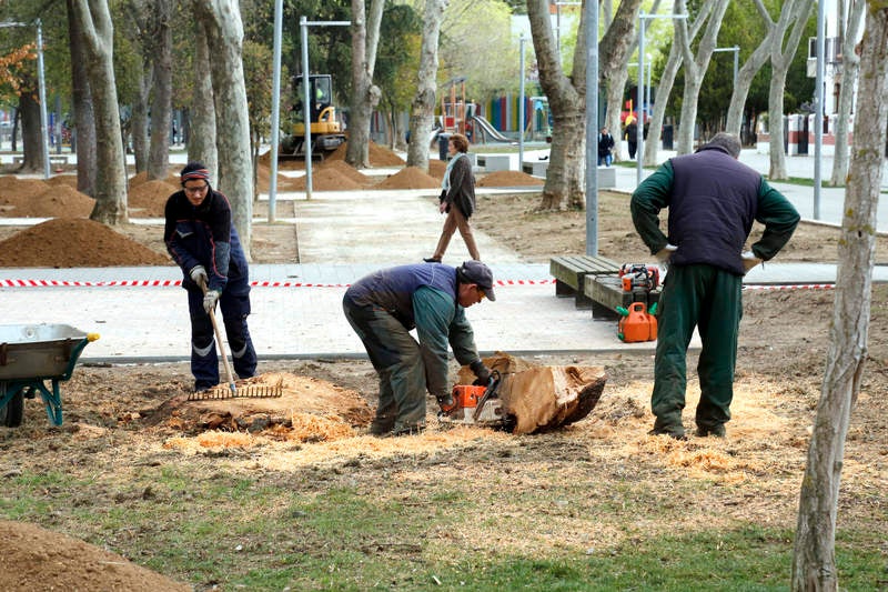 Tala de un cedro centenario en el parque del Salón de Palencia