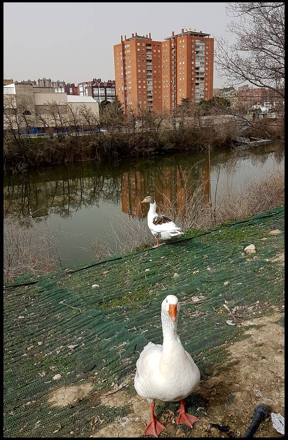 El otro Valladolid (VIII): un paseo por la ribera del Pisuerga
