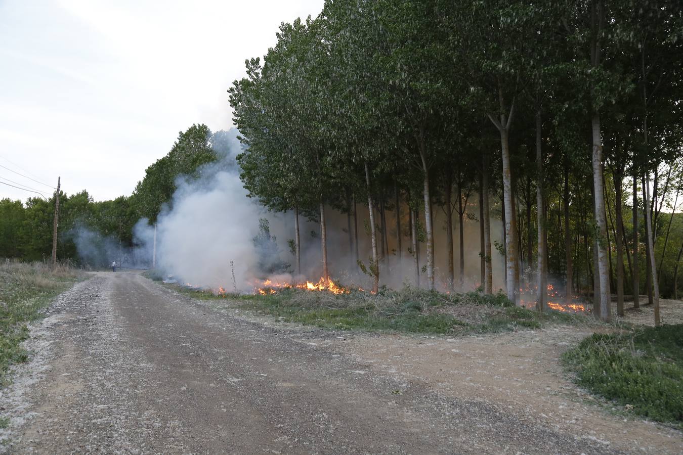 Incendio en la chopera situada junto al puente de Villamuriel de Cerrato (Palencia)