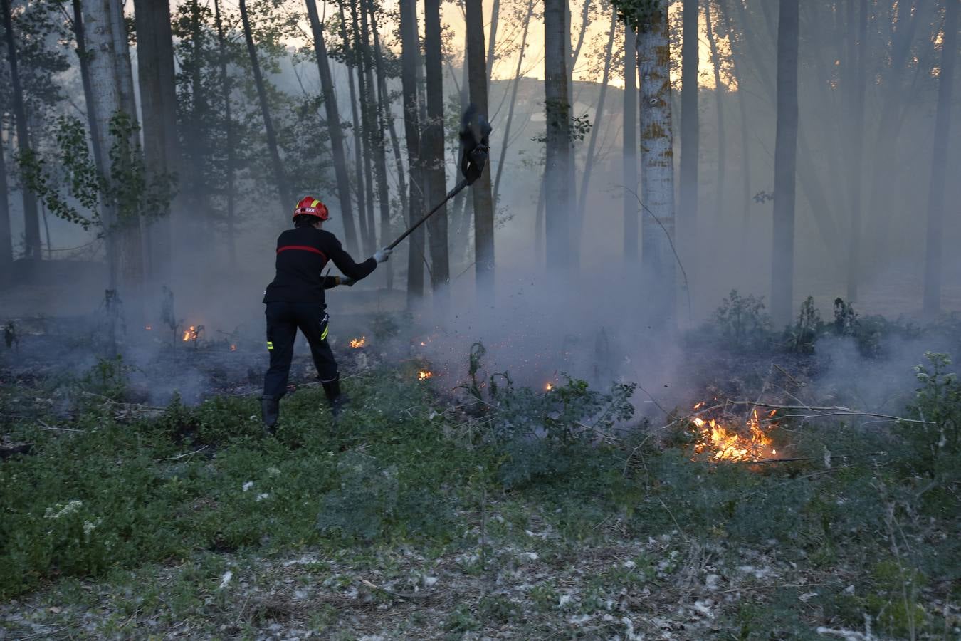 Incendio en la chopera situada junto al puente de Villamuriel de Cerrato (Palencia)