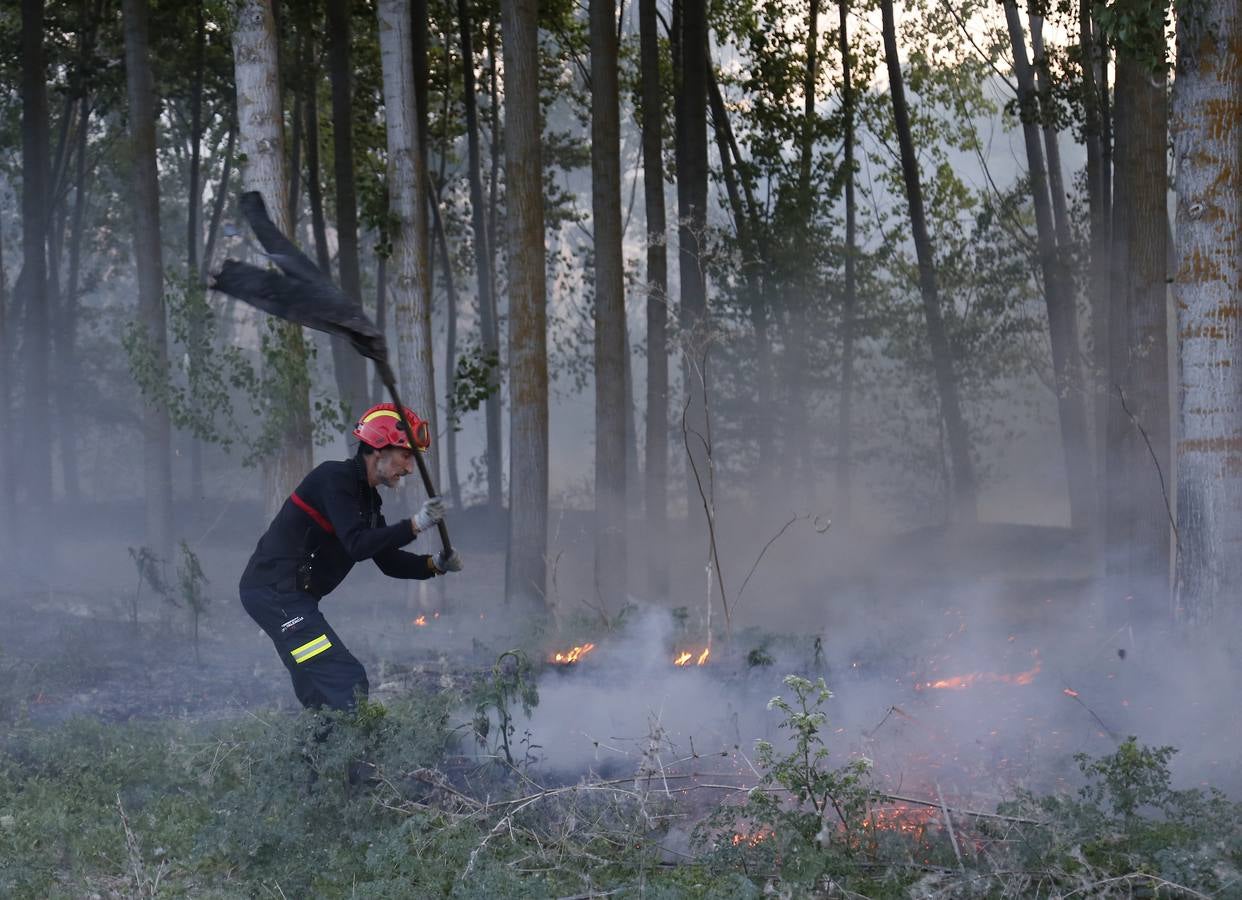 Incendio en la chopera situada junto al puente de Villamuriel de Cerrato (Palencia)